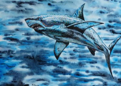 Grand requin blanc